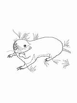Gopher coloring Pages sketch template