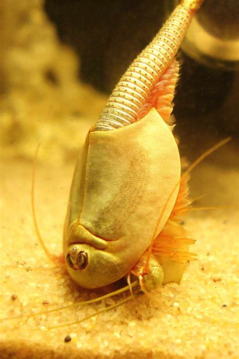 Triops – life cycle, facts and care - Pets-Society