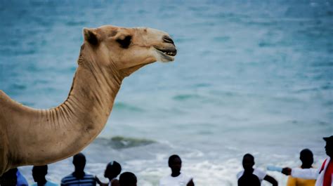 Free stock photo of africa, camel, Kenya