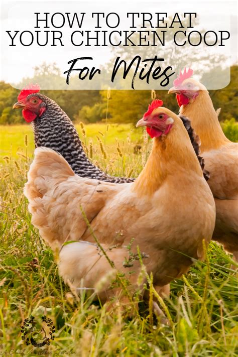 How To Treat Your Chicken Coop For Mites | Backyard chicken farming ...