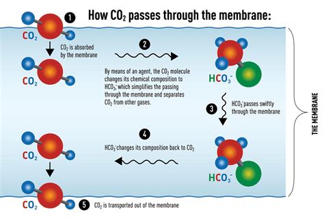 New membrane catches CO2