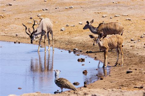 Safari in Namibia - GUIDA, CONSIGLI, TOUR DI GRUPPO E SELF DRIVE IN NAMIBIA