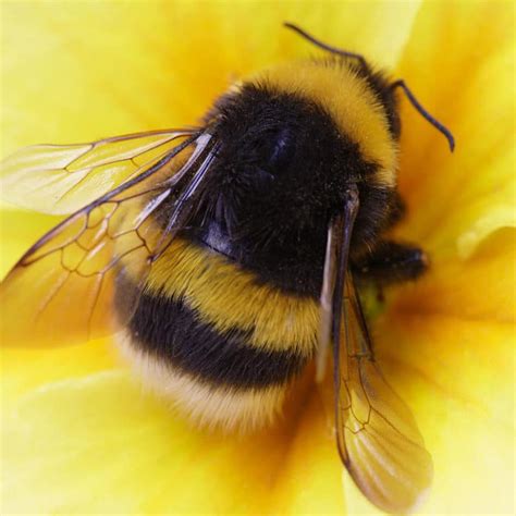 Do Bees Hibernate? · ExtermPRO