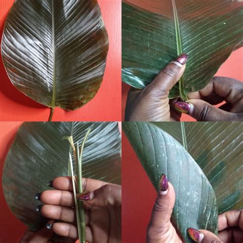 5 Reasons You Need to Use Local Leaves to Prepare Moi Moi - InfomediaNG