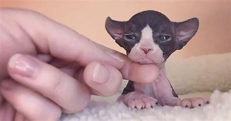 30 Adorable Sphynx Kittens to Make You Absolutely Obsessed With Them | Bored Panda