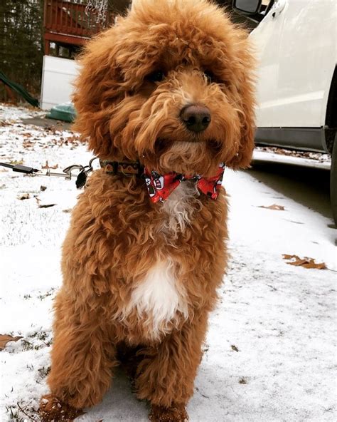 Red Mini Goldendoodle, Christmas Goldendoodle | Mini goldendoodle ...