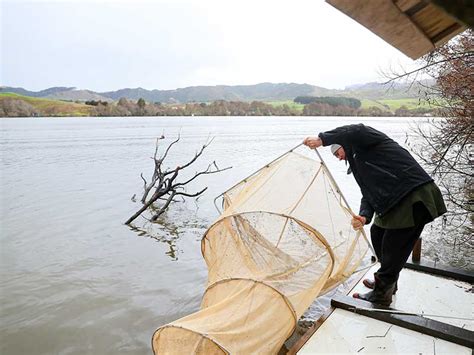 Plans for the future of whitebaiting announced