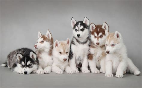 Siberian huskies come in a variety of colors and patterns. The most ...