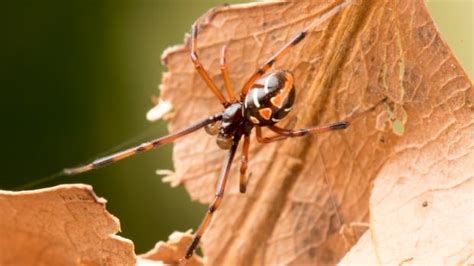 Black widow spiders creep northward | CBC News