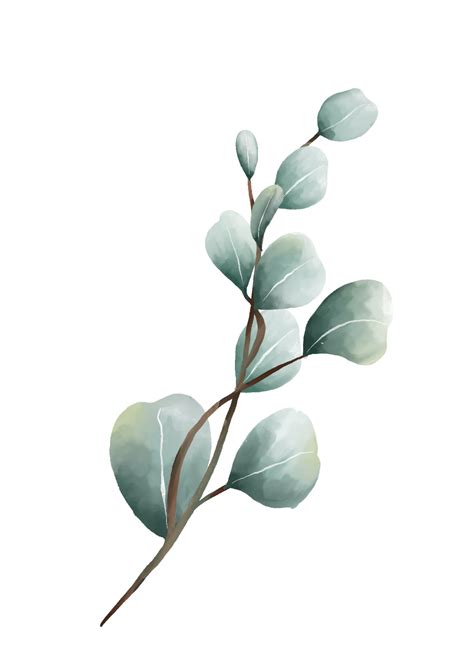 Eucalyptus leaves watercolor 16406970 PNG