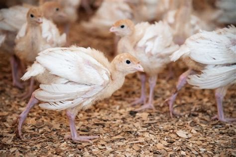 Raising Turkeys 101 | Freedom Ranger Hatcheries