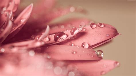 🔥 Download Pink Gerbera Daisy Water Droplets UHD 4k Wallpaper by @kbrooks5 | Pink Water Drops ...