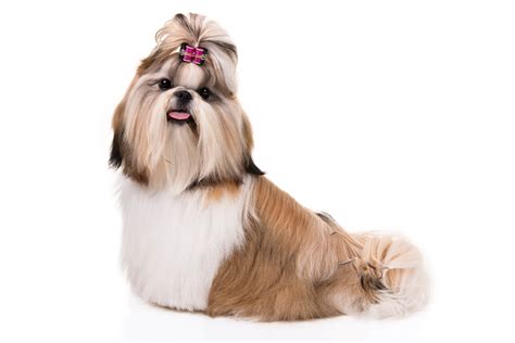 Dog Breeds Beloved by Royalty: Salukis, Shih Tzus, and More