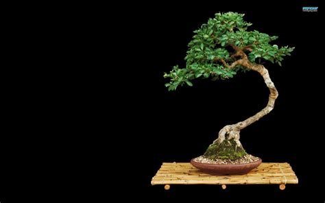 Bonsai Tree Wallpapers - Wallpaper Cave