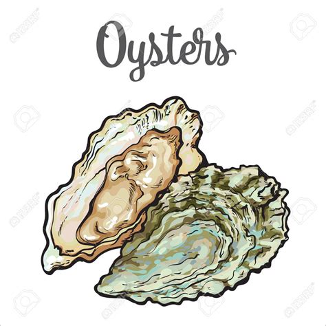 Oyster Drawing at GetDrawings | Free download