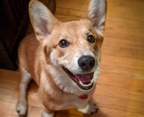 Shiba Inu Mixes: A Comprehensive Guide to the Adorable Hybrids - Radio Okapi