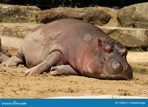 Hippo sleeping stock image. Image of wildlife, hippo, sleeping - 7730673