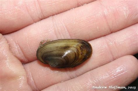 salamander mussel (Mussels of the Upper Green River, KY) · iNaturalist