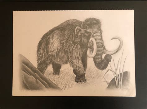 Woolly Mammoth Pencil Illustration Print A4 - Etsy