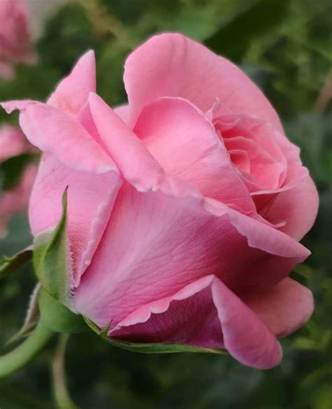 Pink Rose Beautiful Rose Flowers, Pretty Roses, Beautiful Flowers, White Roses, Pink Roses, Pink ...