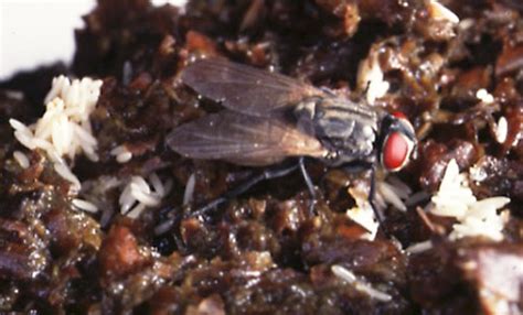 house fly - Musca domestica Linnaeus