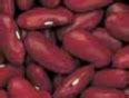 What Type of Bean Should I Use? | Bean Institute