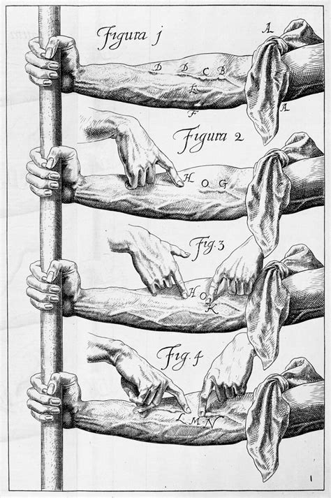 William Harvey, experiments on the valves | Wellcome Collection