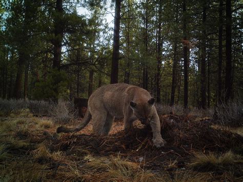 New Study Shows Mountain Lions Help Engineer Their Habitats | Wyoming ...