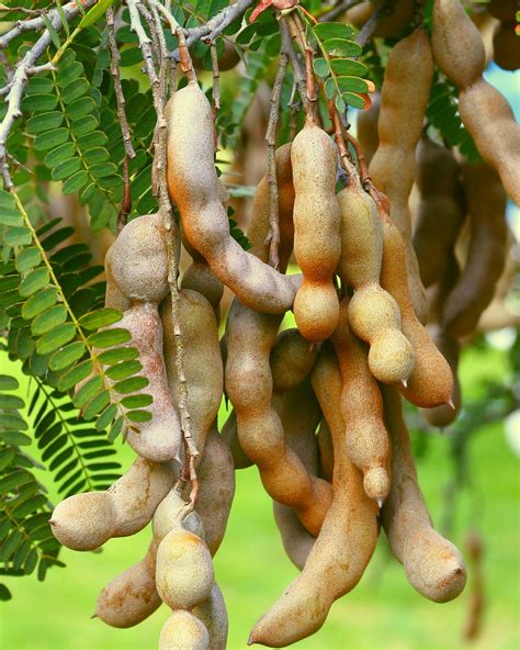 Tamarindus indica, Tamarind | PlantVine