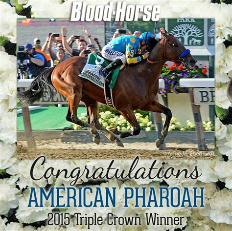 American Pharoah 2015 Triple Crown Winner! #AmericanPharoah # ...