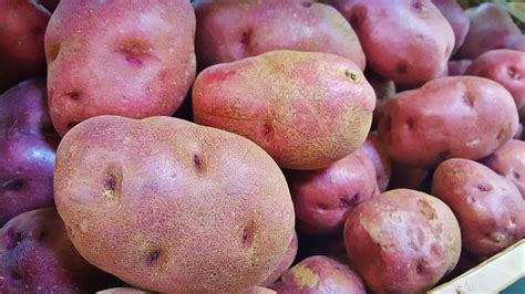 Healthiest Potatoes: 4 Varieties Ranked by Nutrient Density | Hydration ...