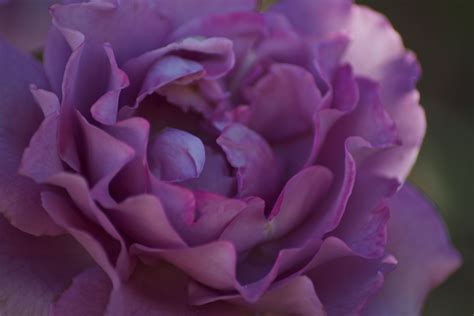 a close up view of a pink flower