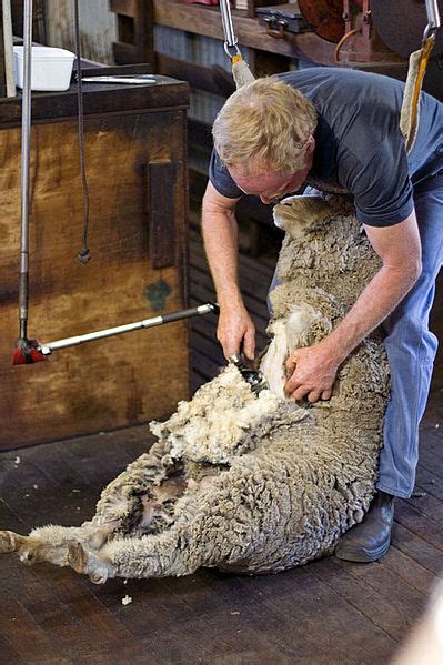 Sheep sheering - Cairn, Australia - Virily