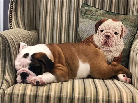 Bryant University says hello to new mascot Tupper II