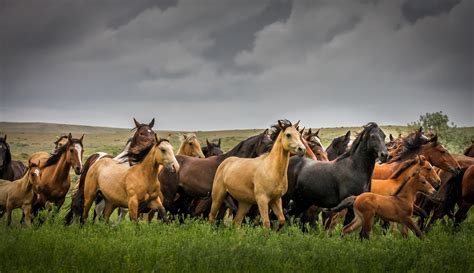 El truco de los caballos salvajes para sobrevivir huracanes como Dorian