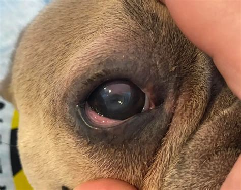 11 Signs a Dog Eye Ulcer is Healing