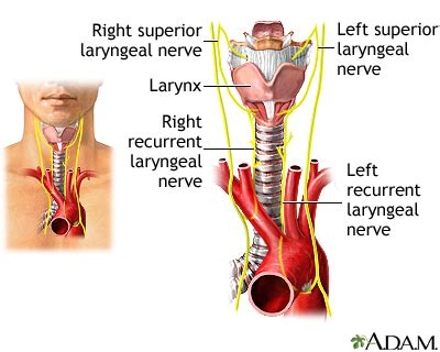 Nerves of the larynx: MedlinePlus Medical Encyclopedia Image