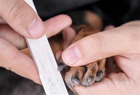 Is it Better to Cut or File Dog Nails? - PatchPuppy.com