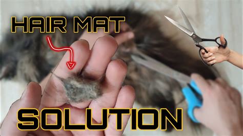 How to remove mats from cat's fur yourself at home | Lion hair cut | DIY - YouTube