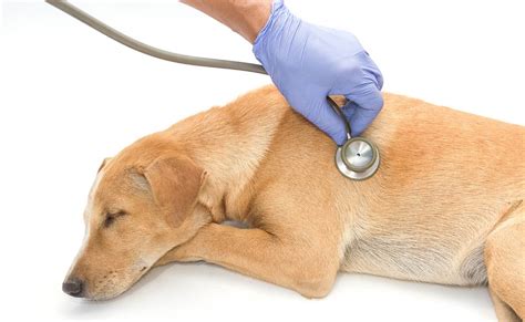 Lung Cancer In Dogs: Causes, Symptoms, Treatment & More - Petsynse