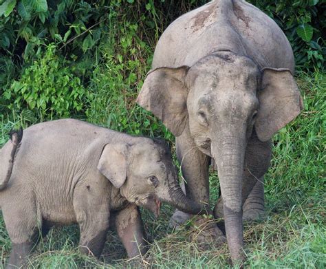 Worldbirder: Bornean Pygmy Elephant: Photo Essay