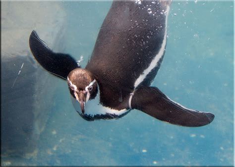 Hunstanton SEA LIFE Sanctuary - Resident Penguins