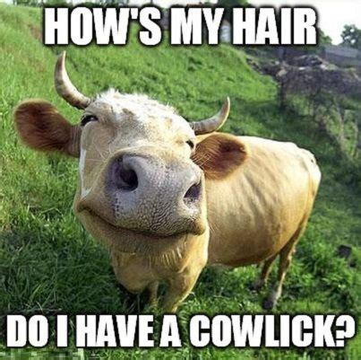 10 Best Cute Cow Memes That will make you day Happy (With images) | Cows funny, Funny cow ...