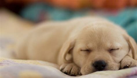 21 Sleeping Puppy Photos To Warm Your Heart - FourLeggedGuru.com