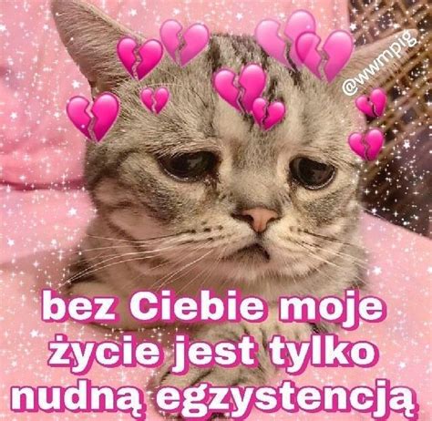 słodki kotek in 2020 | Reaction pictures, Wholesome memes, Cutie