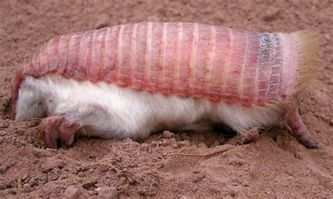 Meet the Pink Fairy Armadillo, the world's cutest and tiniest armadillo! - Godblazer