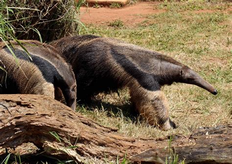 Anteater Facts: Behavior, Diet, Digestion & More - Turn Your Curiosity Into Discovery - Facts.net