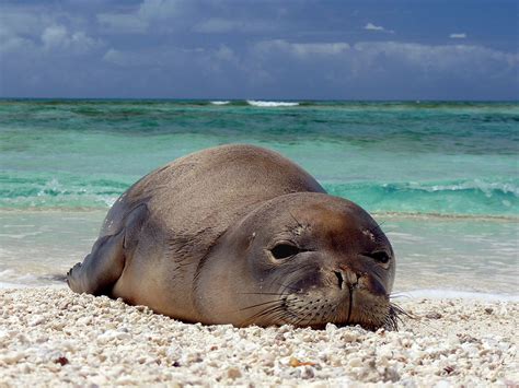 Hawaiian Monk Seal - Natural History on the Net