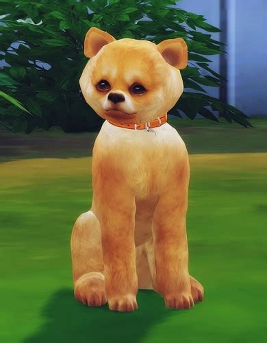 Sims 4 Dog Breeds - vrogue.co