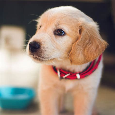 #1 | Golden Retriever Puppies For Sale In Texas